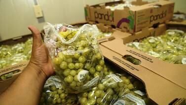 Se queda “corta” producción de uva en Sonora