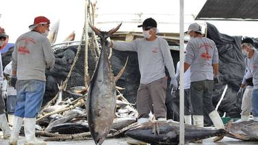 Anuncian levantamiento de veda de atún 