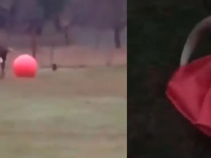 VIDEO: Toro se entristece al reventar su pelota favorita 