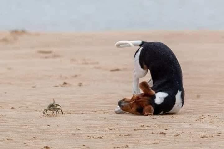 La inocencia de un perrito juguetÃn captura corazones en San Carlos, Sonora.