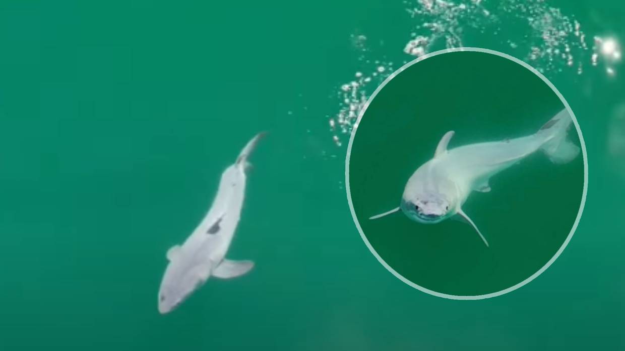 Descubren por primera vez un nacimiento de tiburón blanco.