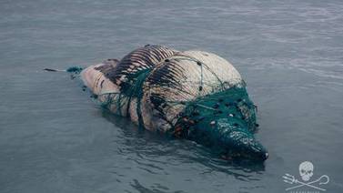 Ballenas, totoabas y delfines muertos hallan ambientalistas