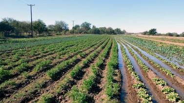 Avanza entrega de permisos de siembra en el Valle del Yaqui
