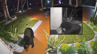 VIDEO: Oso roba pedido a domicilio de una familia en Florida y es captado por cámaras de seguridad