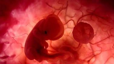Crean dispositivo que ayuda a comprender mejor el desarrollo embrionario