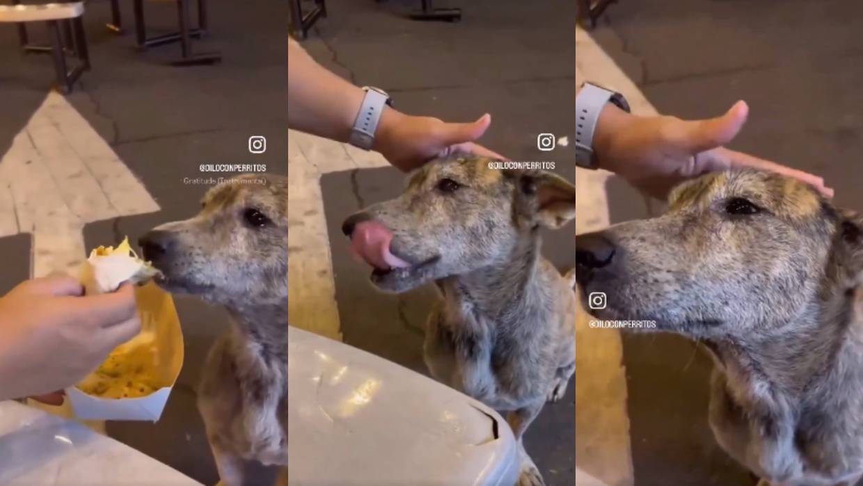 VIRAL: perro callejero llora tras recibir comida y cariños de una persona