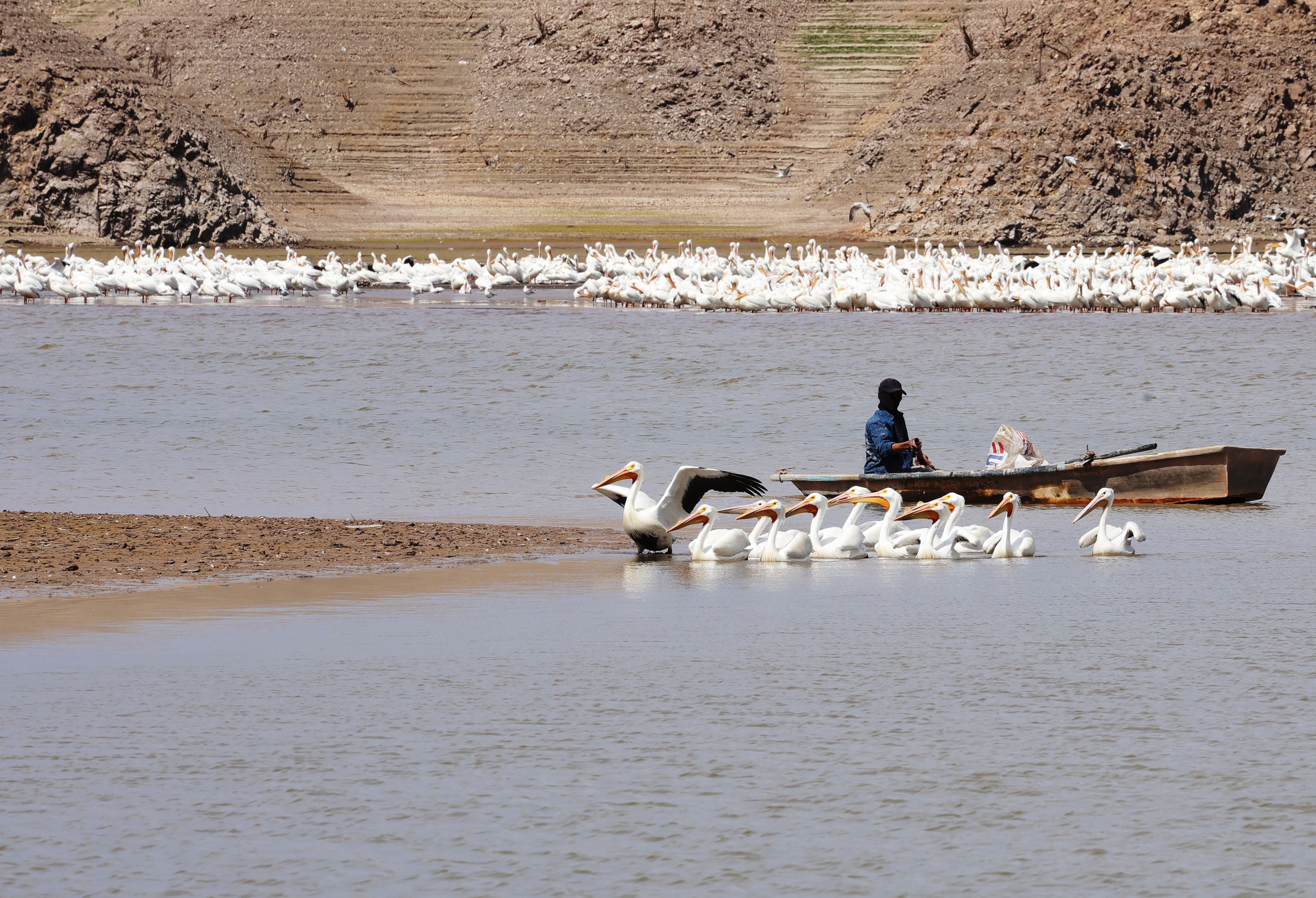 En la poca agua que queda en algunas partes de la presa “El Mocúzari”, pescadores extraen lo poco que queda de peces, compitiendo con las
aves que acuden a alimentarse.