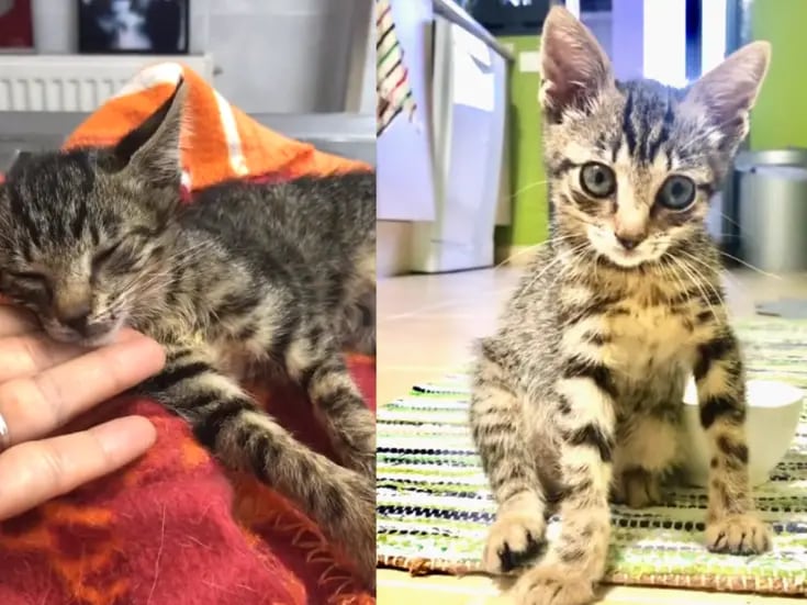 VIRAL: la historia de esta gata con parálisis ha conmovido a miles de internautas