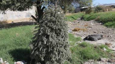 Retiran pinos navideños de la calle