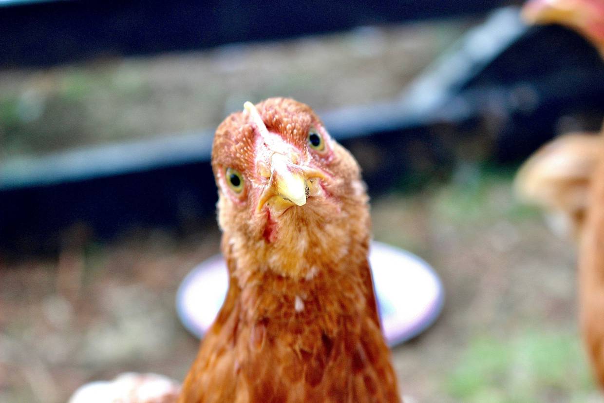 Gripe aviar afecta a granjas californianas.
