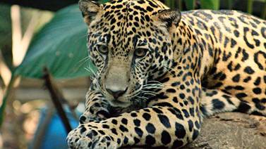 Costa Rica es el primer país del mundo en cerrar sus zoológicos públicos