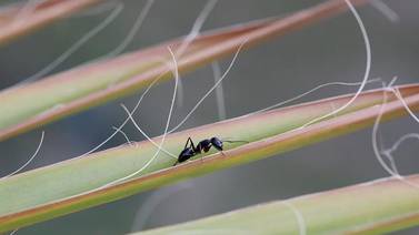 El valor de las hormigas para la Naturaleza y la existencia de humanos