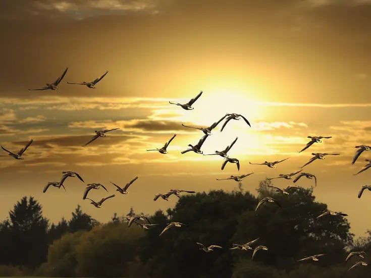 Día Mundial de las Aves Migratorias: ¿Cuáles son los principales problemas que enfrentan?