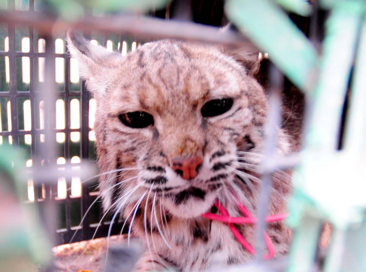 El gato montés fue capturado en la colonia Altares y entregado al Centro Ecológico de Sonora.