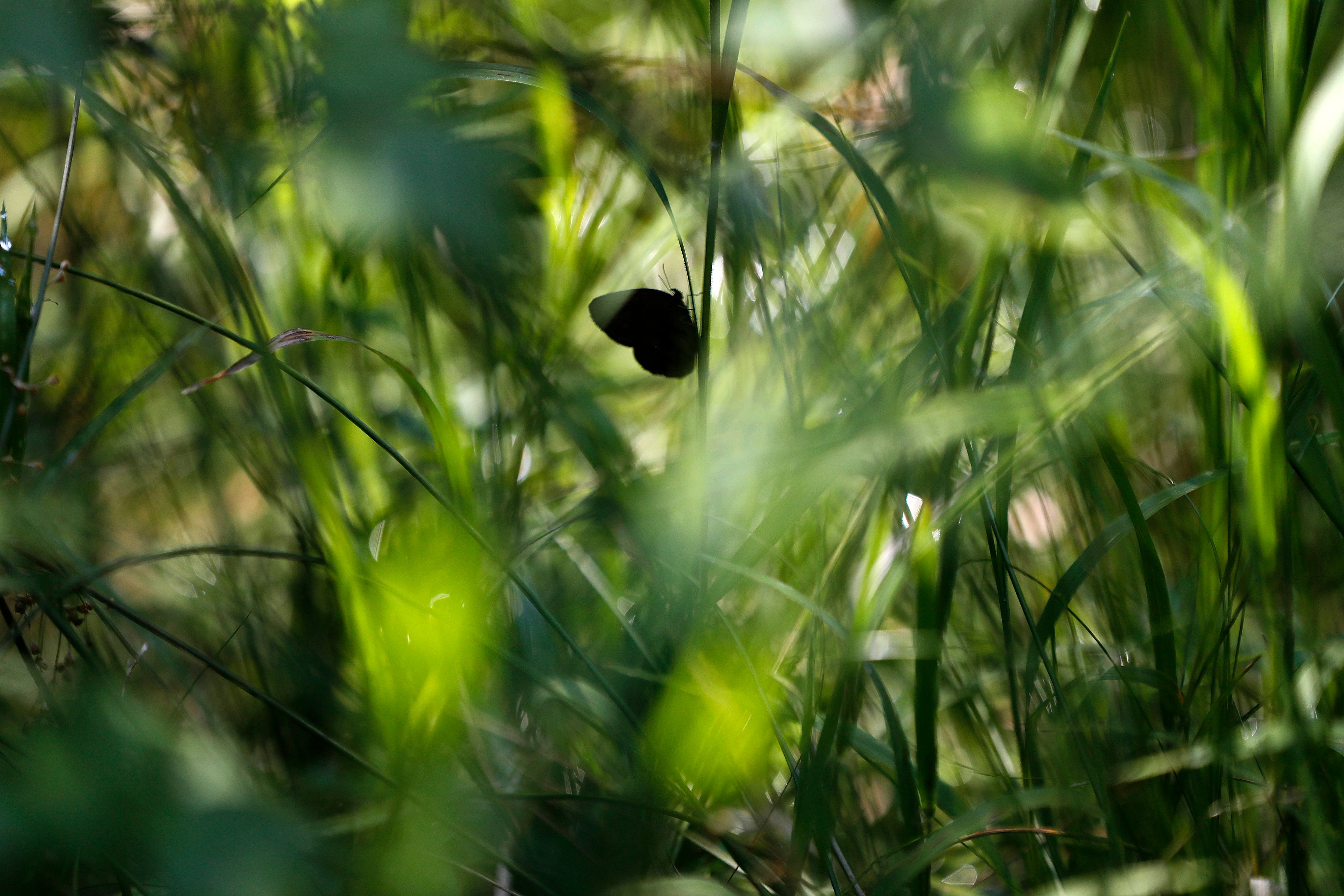 En esta imagen, tomada el 29 de julio de 2019, una mariposa de Saint Francis Satyr descansa sobre una hoja en un pantano, en Fort Braggs, Carolina del Norte. Esta es una de las especies de mariposa más rara del mundo y podría haber unos 3.000 ejemplares. (AP Foto/Robert F. Bukaty)