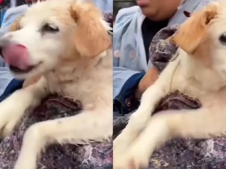 VIDEO de perrito traumado en Brasil conmueve al mundo: sigue “nadando” tras ser rescatado de inundaciones