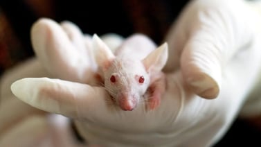 Crean ratones a partir de células de ejemplares machos