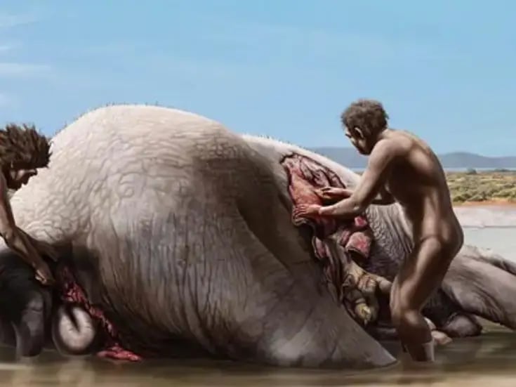 homínidos se alimentaron de elefante hace 1,2 millones de años