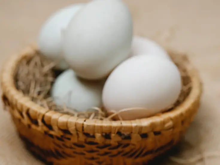 Video muestra cómo se puede encubar huevos de gallina artificialmente para que nazcan los pollitos