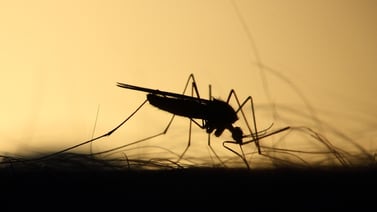 “Supermoscos” modificados genéticamente serán liberados para combatir dengue, zika y malaria en Florida