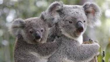 El koala es declarado funcionalmente extinto