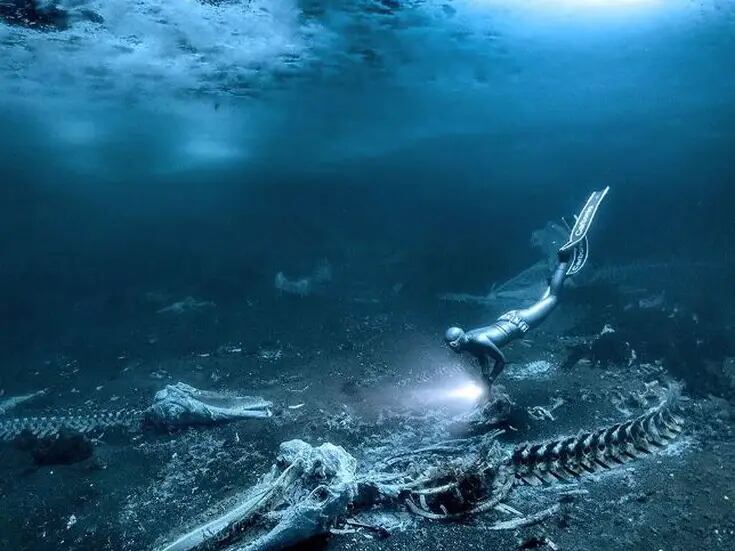 “Huesos de ballena” es la obra ganadora del Premio Fotógrafo Submarino del año 2024