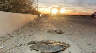 Hallan muertas tres tortugas más en bulevar Paseo Río Sonora