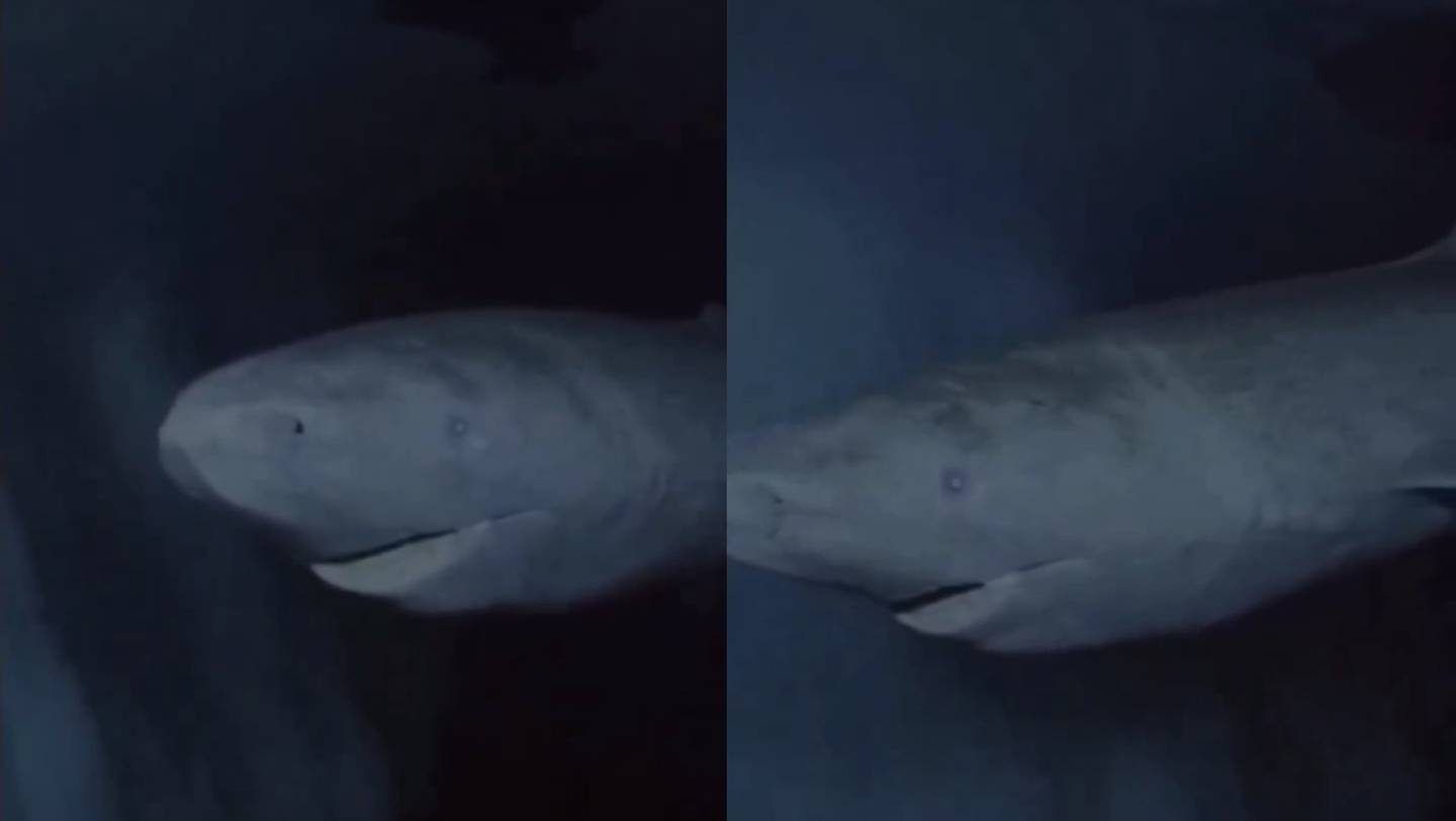 Captan en vídeo al tiburón de Groenlandia que tiene más de 392 años y se vuelve viral en redes sociales