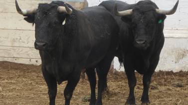Corridas de toros están suspendidas en Tijuana