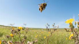 ¿Qué pasaría si desaparecen las abejas? 