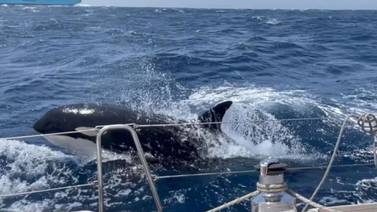 ¿Quién es Gladis, la orca que rompe yates, botes y las redes sociales?