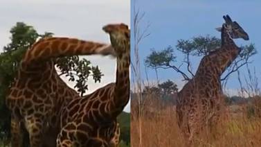 Enfrentamiento en las alturas: se viraliza la pelea entre jirafas y una sufre una fractura en el cuello