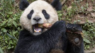Yun Chuan y Xin Bao, dos osos pandas llegarán al San Diego Zoo