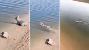 VIDEO: Tierno conejo se hace viral por nadar en un río como todo un ‘experto’