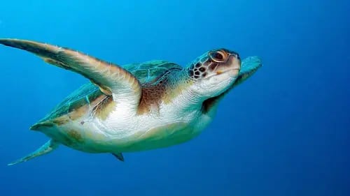 Día mundial de la tortuga: 5 datos que no conocías de las tortugas marinas