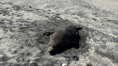 Piden no molestar a ejemplares de foca elefante que descansan en las playas
