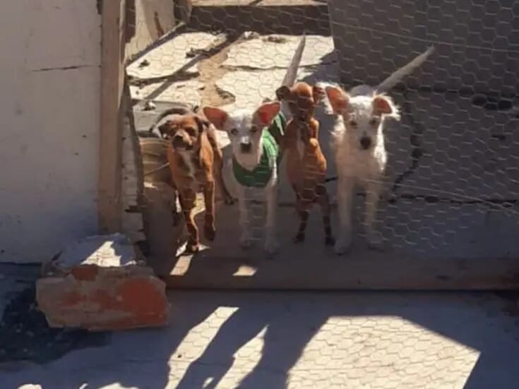 Piden espacios para mascotas grupos animalistas de Tijuana