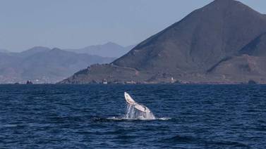 Aumentan viajes al avistamiento de la ballena gris en Ensenada