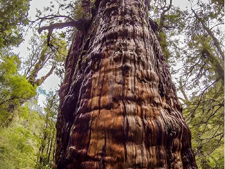 Descubre el milenario árbol de alerce llamado el “abuelo” en Chile 