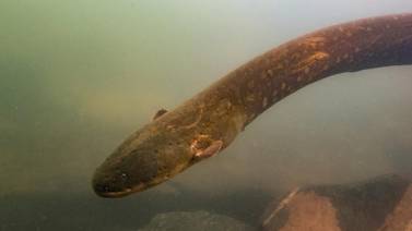 Las anguilas con más electricidad viven en el Amazonas