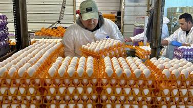 Gripe aviar: Segunda ola de brotes afecta a millones de aves en granjas de California