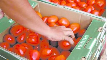 Baja la comercialización de tomate a EU