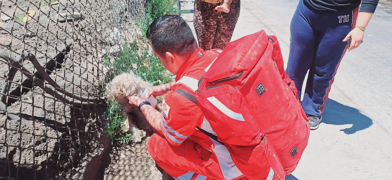 “Blanca” una asustada “lomito” que sufrió quemaduras de pelaje fue rescatada por los Bomberos y Cruz Roja | FOTO Nogales/Marco Manríquez
