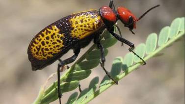 Niegan que escarabajo de cruz sea peligroso; son endémicos del desierto de Sonora