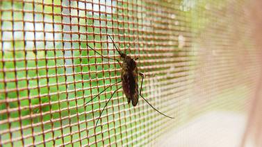 ¿Rickettsia o dengue? no lo piense, busque ayuda