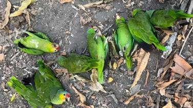 Aves mueren por el calor extremo en la Huasteca Potosina  