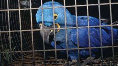 ONU asegura que “el tráfico ilegal de especies no ha disminuido en dos décadas”