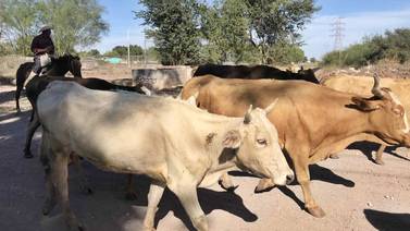Esperan ganaderos del Sur de Sonora lluvias en enero