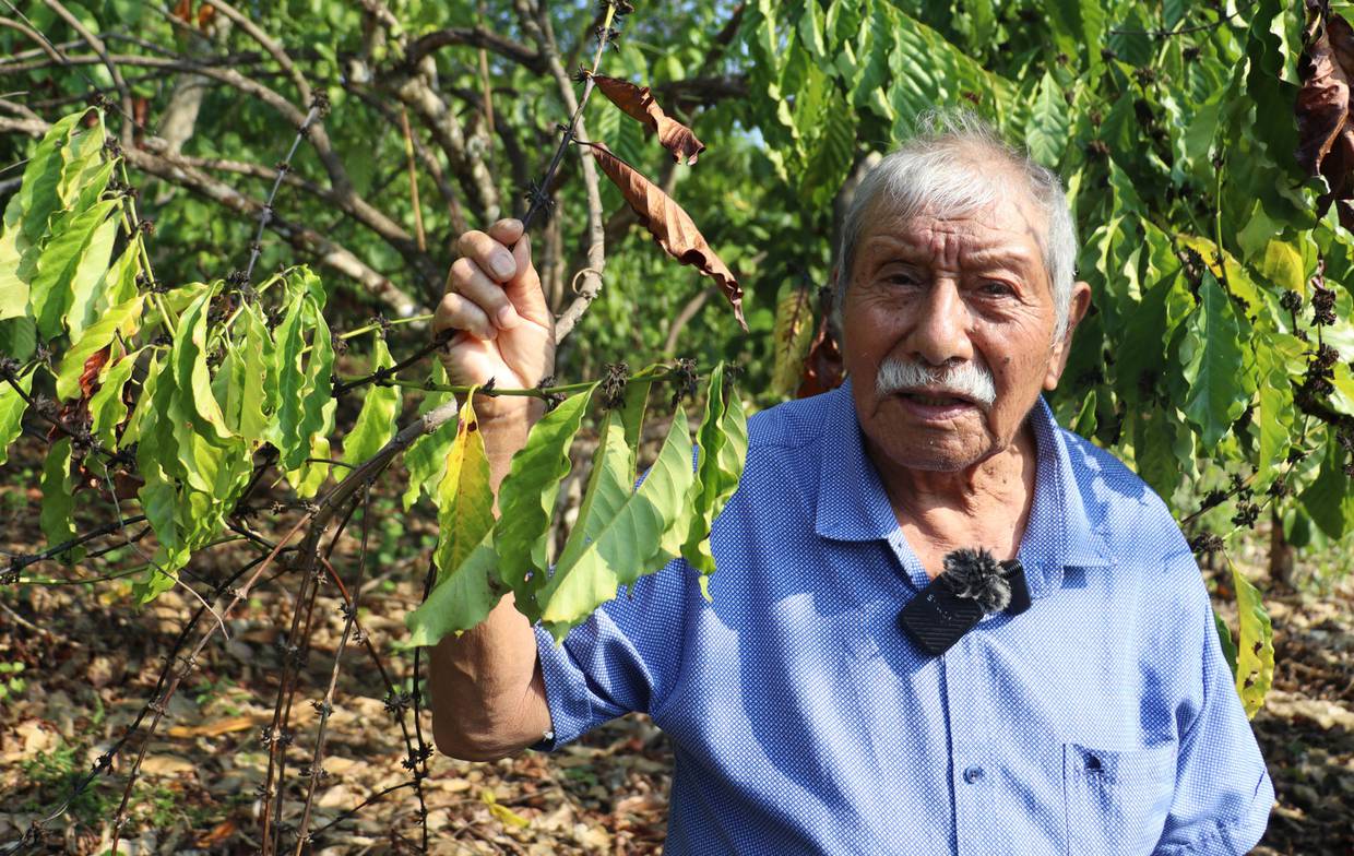 Sequías amenazan cultivos de café al sur de México