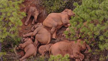 Famosa manada de elefantes errantes de China sigue caminando 